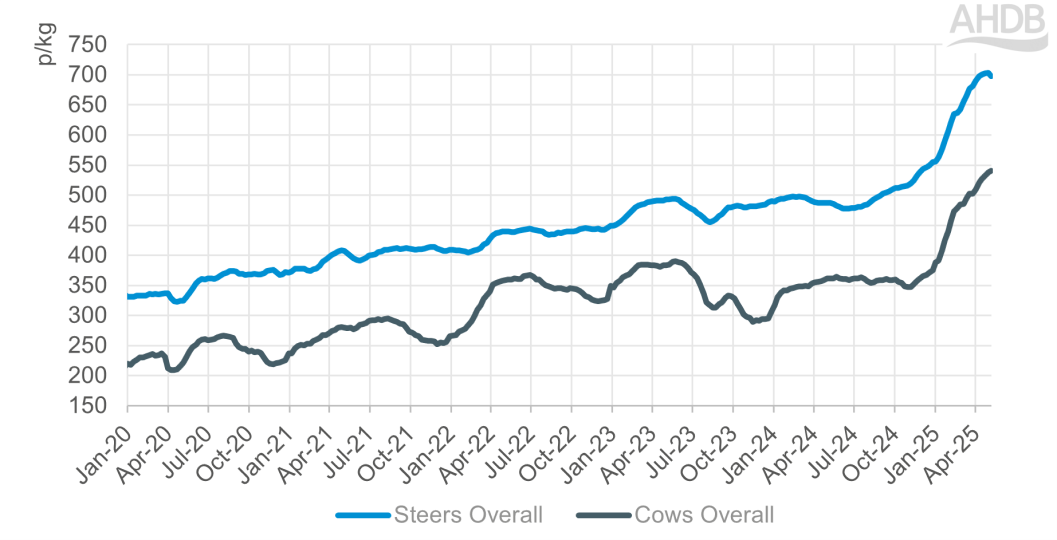 Chart showing evolution of GB average steer and cow price 2020-2025